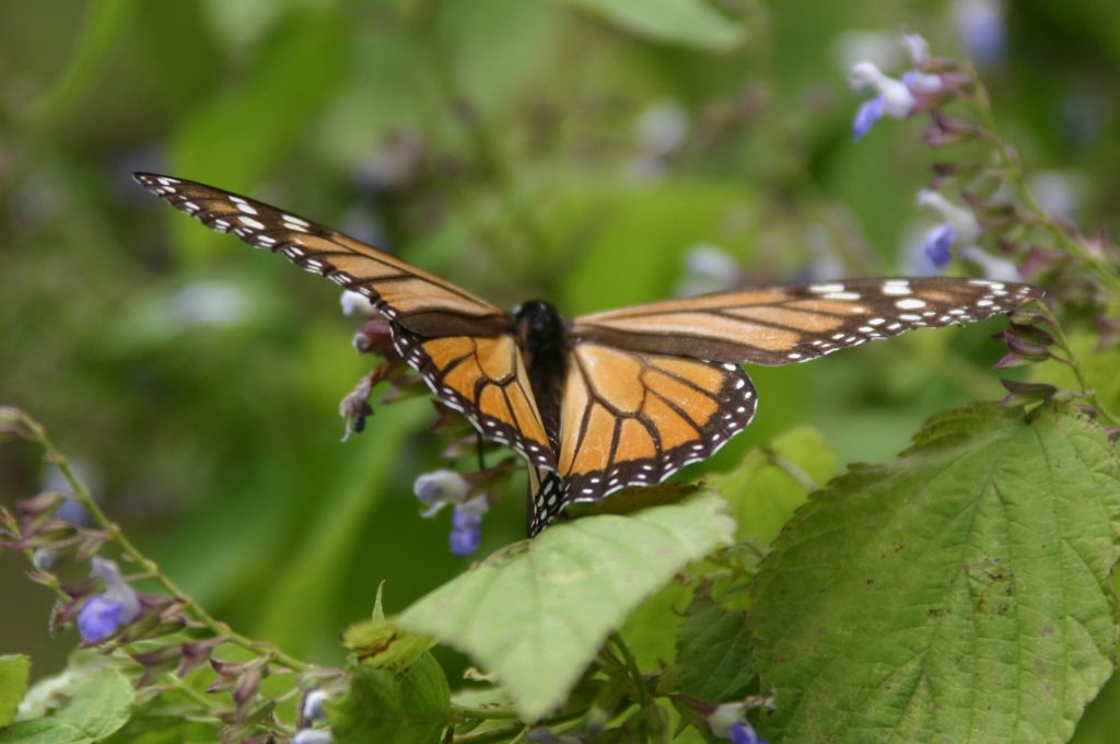 Monarch Butterfly